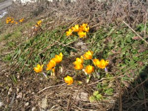 fleurs